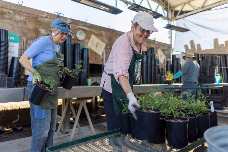 Senior volunteers stay active at the UC Davis Arboretum Nursery in Davis, Calif., July 18, 2023. 