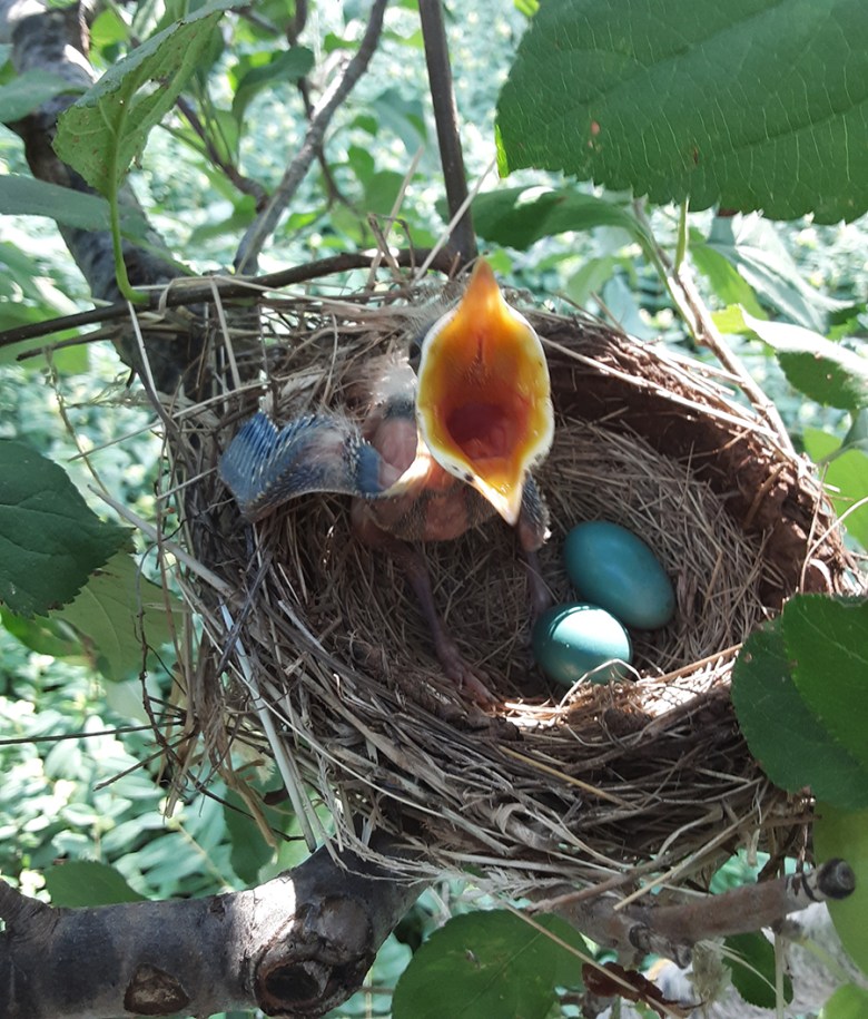Robin's nest and nestling