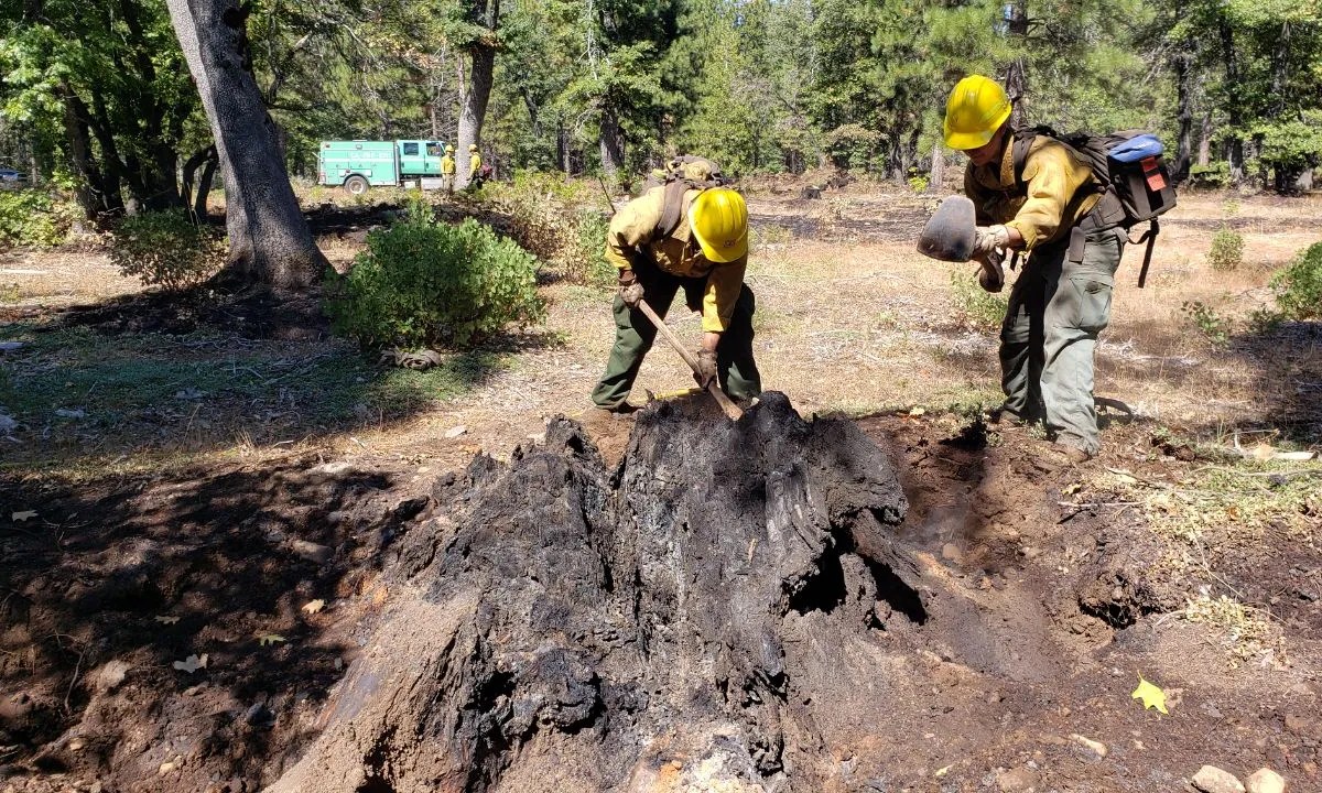 Firefighters from Plumas Engine 311 use hand tools to break up and cool off a burning stump near Forest Hill Road. This process, known as “mop up” is vital to ensure embers do not cross established containment lines and ignite new fires.