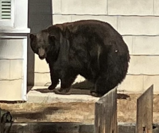 Wildlife biologists for the California Department of Fish and Wildlife (CDFW) this morning safely immobilized a large female conflict bear responsible for at least 21 DNA-confirmed home break-ins and extensive property damage in the South Lake Tahoe area since 2022.