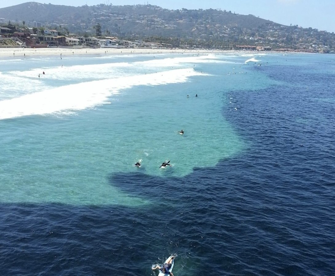 Millions of anchovies darkened the water off the coast of La Jolla, California in July 2014.