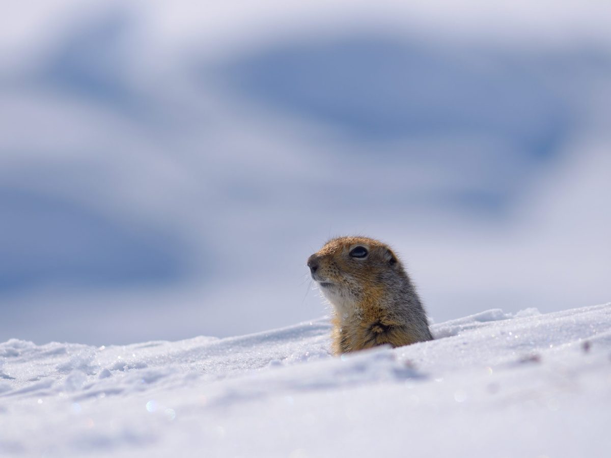 An arctic ground squirrel peers over snow. A recent study conducted using data collected exclusively from the Institute of Arctic Biology’s Toolik Field Station has revealed that female arctic ground squirrels are ending their hibernation cycle early and emerging from hibernation on average 10 days earlier than they did 25 years ago.