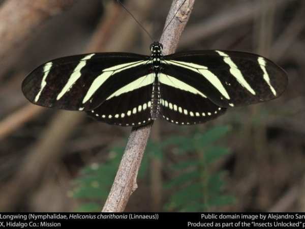 UC Irvine biologists find what colors a butterfly’s world