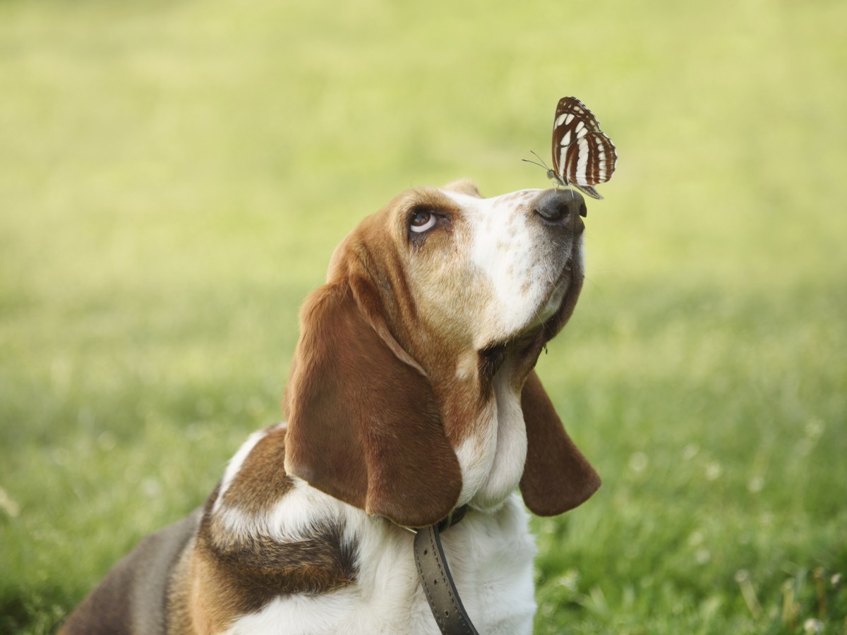 Beagle looking at butterfly on its nose