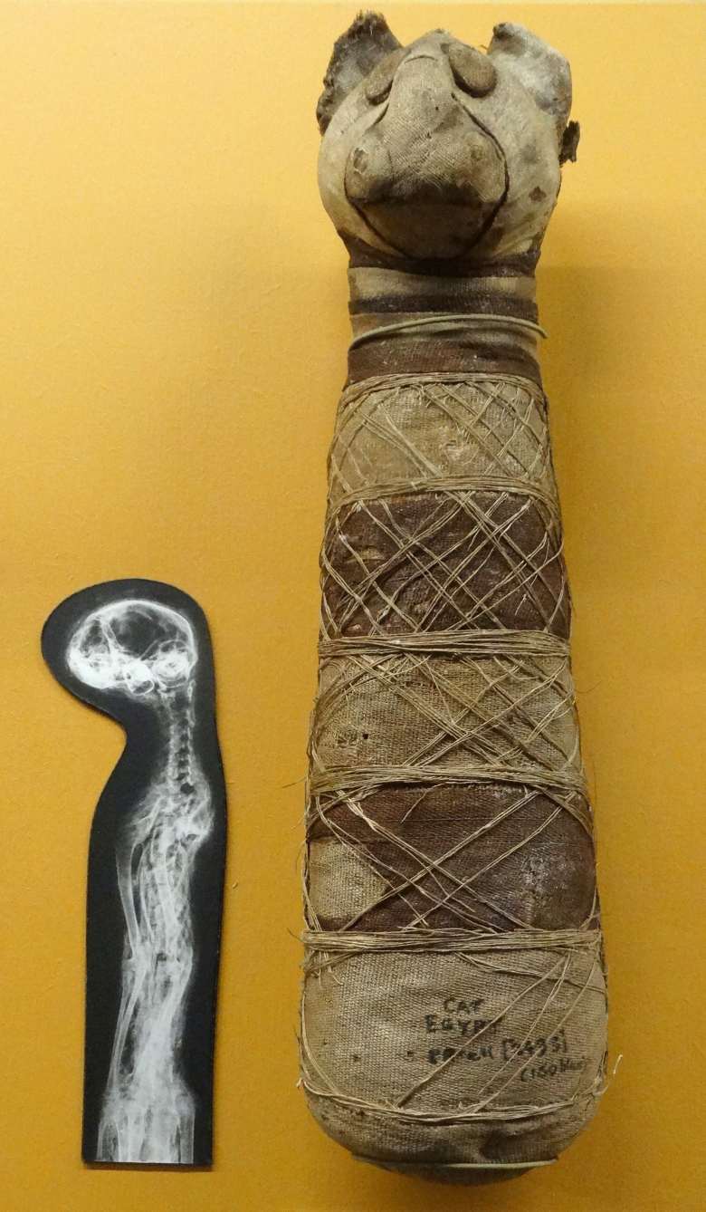 Mummy of a cat wrapped in material with an X-ray image of the skeleton inside