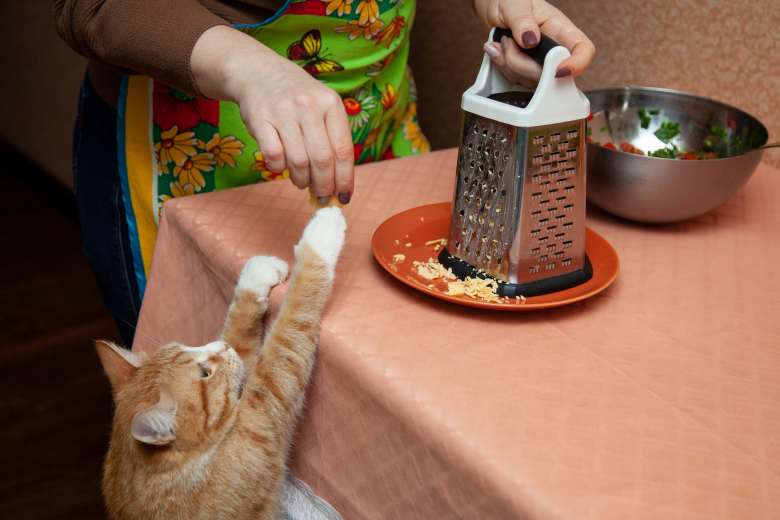 orange cat stretches toward tabletop where woman grates cheese
