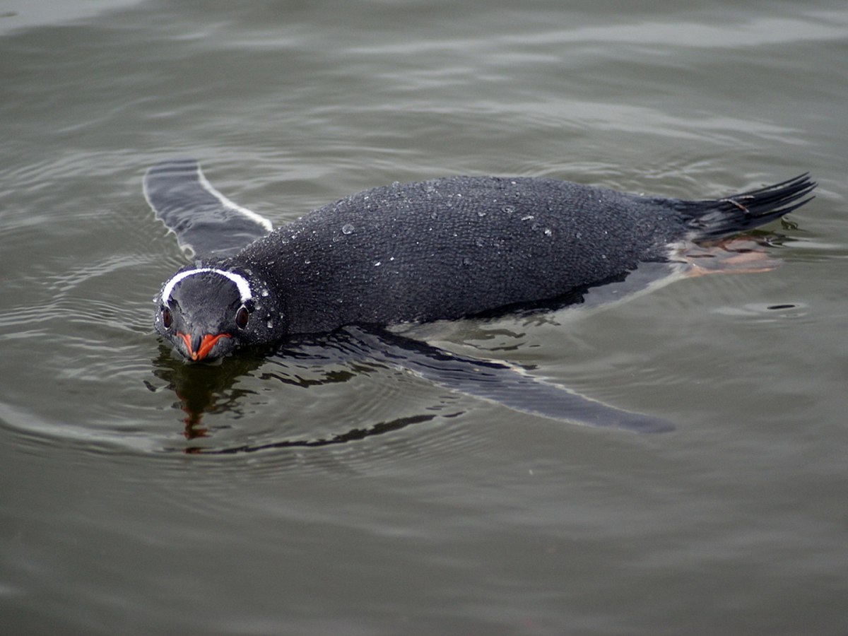 A gentoo penguin swimming. By Priya Venkatesh - Own work, CC BY-SA 3.0, https://commons.wikimedia.org/w/index.php?curid=15533828