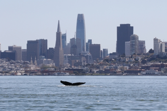 A whale in the San Francisco Bay