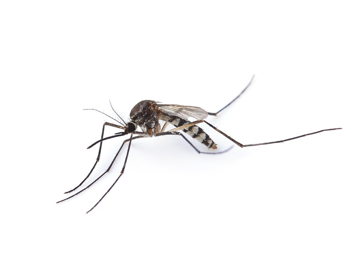 First confirmed West Nile Virus case in Yuba County
