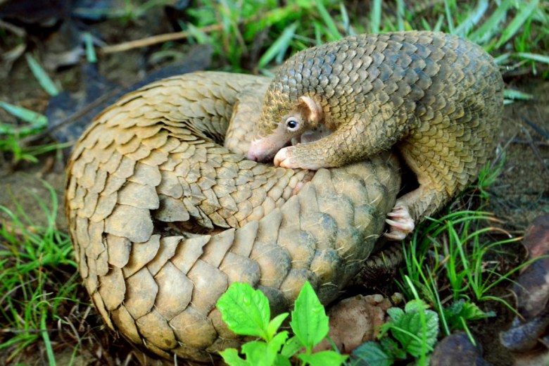 Philippine pangolin is a critically endangered species used in the manufacturing of chemicals. Photo credit: Gregg Yan