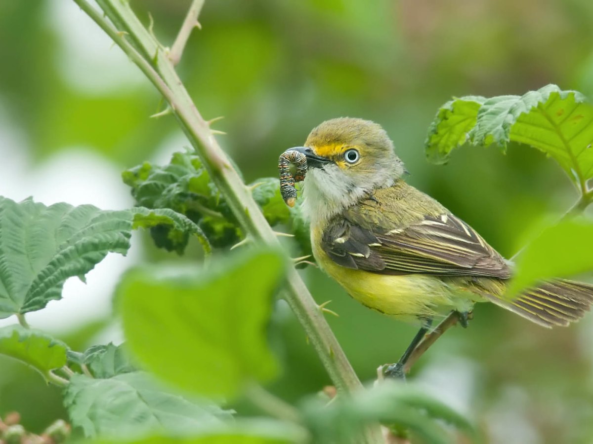 “We need to focus now on concrete strategies to boost bird populations before climate change takes its toll,” said UCLA's Morgan Tingley. Pictured: A white-eyed vireo.