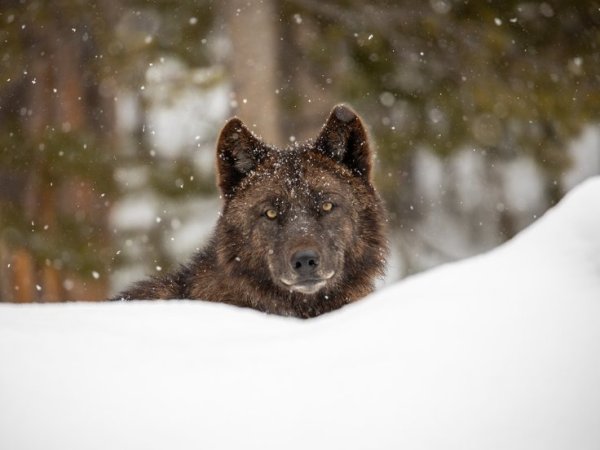 New Gray Wolf Pack Confirmed in Tulare County