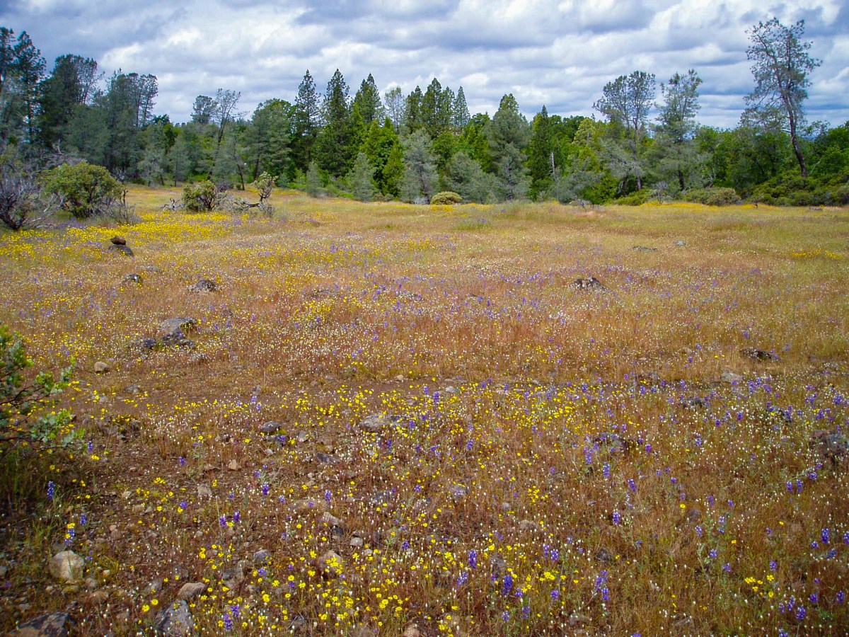 Bear Yuba Land Trust Protects 128-Acre Wildflower Ridge Preserve Forever